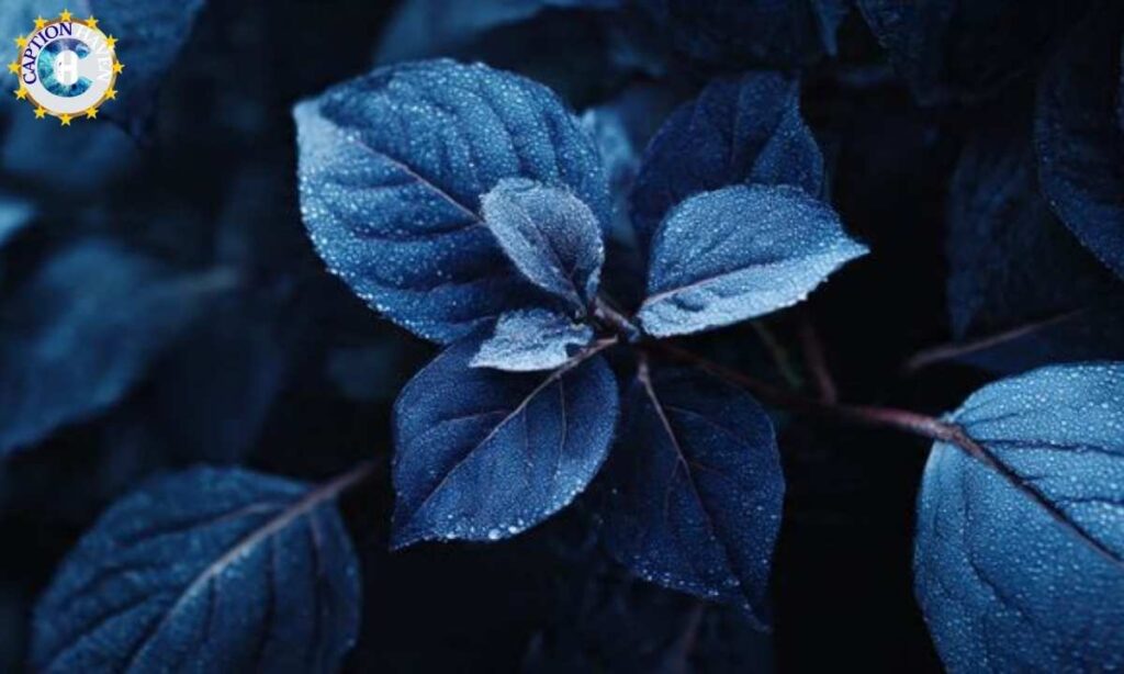 Dark Blue Captions for Instagram