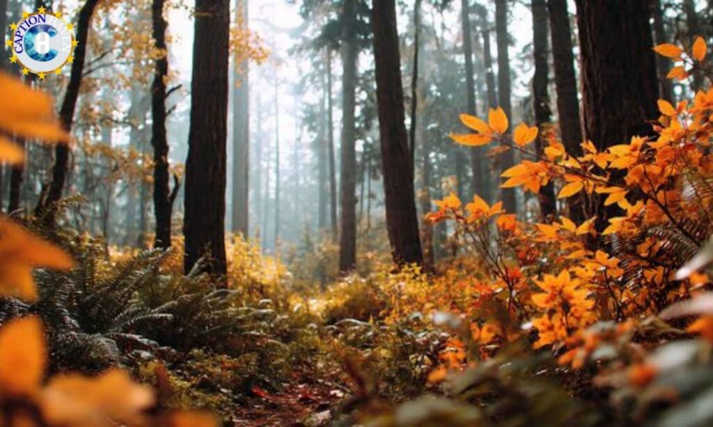 Travel & Wanderlust Nature Captions